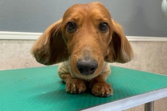 dachshund38