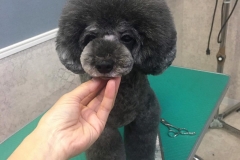 poodle00044