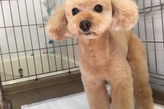 poodle00048