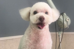 poodle00050