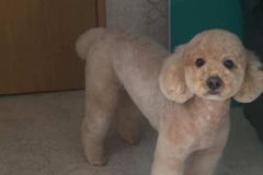 poodle00055