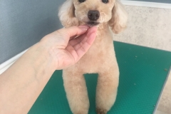 poodle10