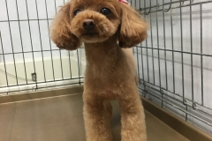 poodle27