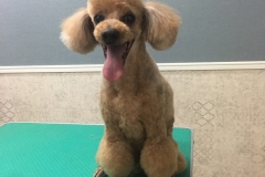 poodle3