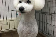 poodle32