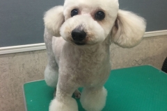 poodle4