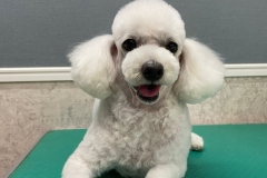 poodle56