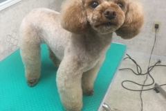 poodle8